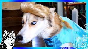 Discover over 2225 of our best selection of 1 on. Frozen Shelby The Husky Dogs In Halloween 2016 Costumes Youtube