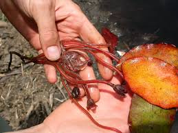 Image result for Brasenia schreberi