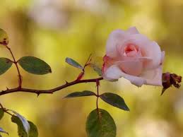 Malangnya selepas 2 minggu pokok bunga ros tersebut. Jalinan Yang Terdapat Pada Pokok Bunga Ros Ini Bertujuan