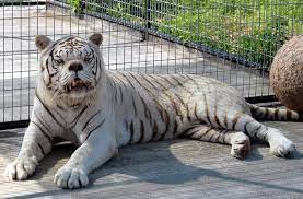 Los Animales Pueden Tener Sindrome De Down