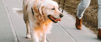 4 Reasons Why Dog Poop Cleanup Is Important Four Paws