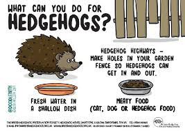 British Hedgehog - British Hedgehog Preservation Society