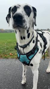 Image result for dalmatin