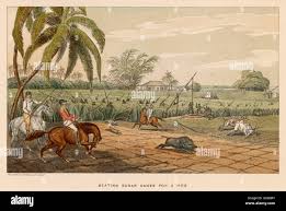 Pigsticking in india hi-res stock ...