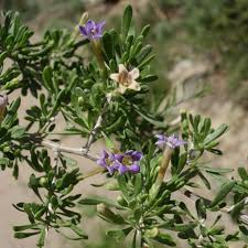 Image result for Lycium