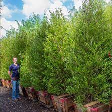 Cover the seeds with water that has been brought to a boil and allow them to soak for 24 hours. Hopseed Care Guide Tree Care Moon Valley Nurseries