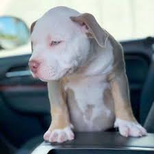 Choosing A Stud Show Dogs Stud Dogs In The American Bully Breed Bully Breeds American Bully Stud Dog