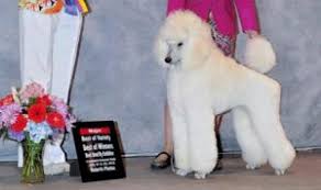 Tutu house trained and know basic commands and a few. 5 Best Poodle Breeders In Oregon 2021 We Love Doodles