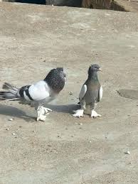 Pin On Bird