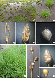 Image result for Fimbristylis
