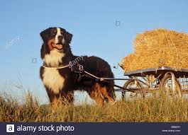 This is why they are a popular choice for a lot of families, however due to their they were originally bred not only as companion dogs but also for work herding cattle, pulling carts and being watchdogs. Bernese Cart Online