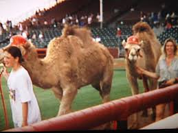 A camel hump contains fat to use as food storage during long desert treks. Lookouts Enjoyed Camel Mascots In 1996 With Larry And Lumpy Wdef