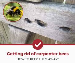 Carpenter bees are docile and very shy creatures that choose remote corners of the house, however when provoked the female bees can sting you really hard. How To Get Rid Of Carpenter Bees Tips W Pictures Pest Strategies