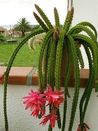 The plants are native to mexico which means for the most part growing rat tail cactus is an indoor activity. Disocactus X Mallisonii Rat S Tail Cactus World Of Succulents Rat Tail Cactus Cactus Cactus Flower