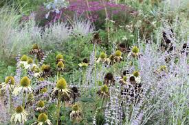 Image result for Vernonia purpurea