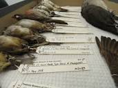 Hundreds of birds die from striking SOM windows, new data shows ...