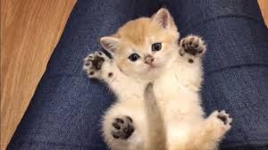 We suggest looking at your local shelter for your next feline friend, but there are lots of ways to adopt breed specific rescue kitties, too. Heart Warming Kittens Cutest Kittens In The World 2017 Adorable Cat Kittens Cutest Cute Baby Animals Cute Cats