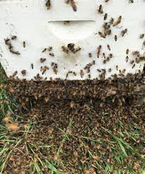 Honey bees dying while you learn to care for the colony and hive is disappointing. What Robbing Looks Like Bee Informed Partnership