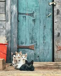 Hayallerimin Topragini Esele Ahsap Kalbimi Tirmala Kimildasin Her Sey Cunku Bir Kedi Kadar Govdesi Var Kirilmis Ve Yorgun Heveslerin Painting Cats Art