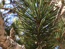 Latifolia to which common name of lodgepole pine usually applied; Looking For Lodgepole Pine Red Fir In California S Sierra Nevada