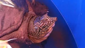 Should radical design be rethought? The World S Rarest Turtle Has A Shot At Escaping Extinction The New York Times