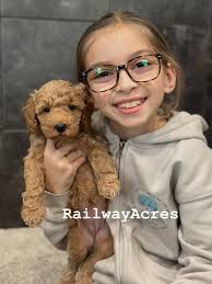 Zoey..the happiest, most fun, petite package🎁🎄 💥Petite Multigen  Goldendoodle💥 -Poppy/Hunter Visit our website link in our bio for more  details..Share/tag any friends or family looking to adopt to help us find  these