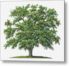 Image result for Strychnos