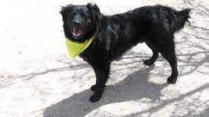 We did not find results for: Adopted Hank Cheerful Lab Australian Shepherd Mix Needs Home Youtube