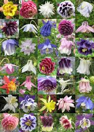 More than 140 varieties of wildflowers ornamental, common, garden, exotic and tropical flowers. Aquilegia Mixed Species Cultivars And Forms Seeds 2 25 From Chiltern Seeds Chiltern Seeds Secure Online Seed Catalogue And Shop