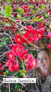 Image result for Chaenomeles japonica