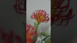 Image result for Protea micans