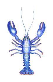 Nick Mayer Blue Lobster Crustaceans Art Fish Art Art