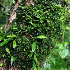 Image result for Lepisorus