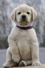 Labrador Puppy Cute Puppies Labrador Retriever Puppies