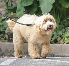 A Star Certainly Was Born And It S Bradley Cooper S Dog Charlie Bradley Cooper Dogs Bradley