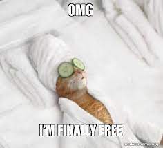 Omg I M Finally Free Pampered Cat Meme Make A Meme