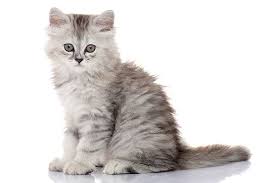 Seperti yang saya sebutkan sebelumnya, anggora disini harga peaknose untuk kucing persia dewasa dan harga peaknose untuk kucing persia tentunya berbeda. Kucing Parsi Membeli Anak Kucing Dan Memberi Makan Kucing 2021