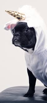 Tons of awesome iphone funny phone wallpapers to download for free. Funny Dog Unicorn 1242x2688 Iphone 11 Pro Xs Max Wallpaper Background Picture Image