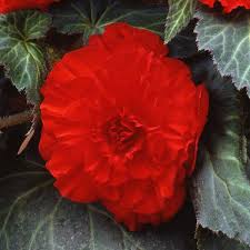 Image result for Begonia princeae