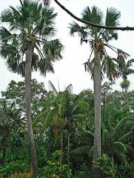 Image result for Borassus aethiopum