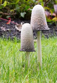Image result for Coprinus sp.
