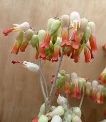 Image result for Chironia laxiflora