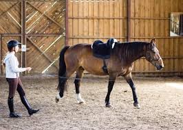 How to lunge a horse without a whip. Lunging Without A Whip Without Treats Cues Whatever Mariliisgabrel Horse Horses Natural Horsemanship Horsey Natural Horsemanship Horses Horse Photography