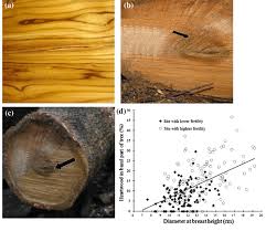 Image result for Teak Brown 2014 S1