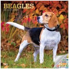 Letter t plaque wreath monogram crafts or wall art personalized 5x6 tulips. Beagles Calendar 2020 Set Deluxe 2020 Beagles Wall Calendar With Over 100 Calendar Stickers Beagle Gifts Office Supplies Buy Online In Bahamas At Bahamas Desertcart Com Productid 149521843