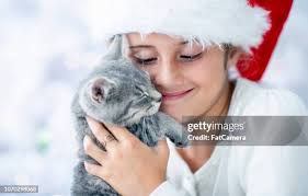 4.887 Kitty Winter Stock Photos, High-Res Pictures, and Images