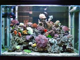 Silahkan saja discus dicampur dengan ikan hias. Cara Menjaga Kebersihan Air Akuarium Agar Tetap Jernih Dan Sehat Aksesorisaquarium Com