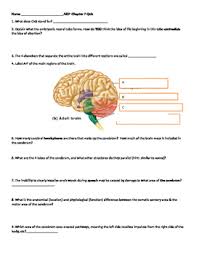 The nervous system and the endocrine system allow information to be communicated throughout the body. Nervous System Anatomy Quiz Anatomy Drawing Diagram