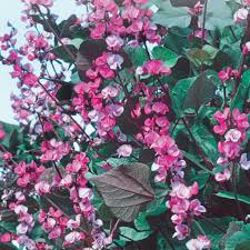 Vine with purple flowers and pods. Bean Seeds Hyacinth Ruby Moon Mckenzie Seeds