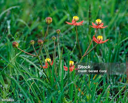 Image result for Stathmostelma